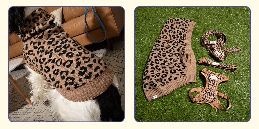 7 fun dog halloween costume ideas for 2025. Cheetah sweater and walking set for dogs