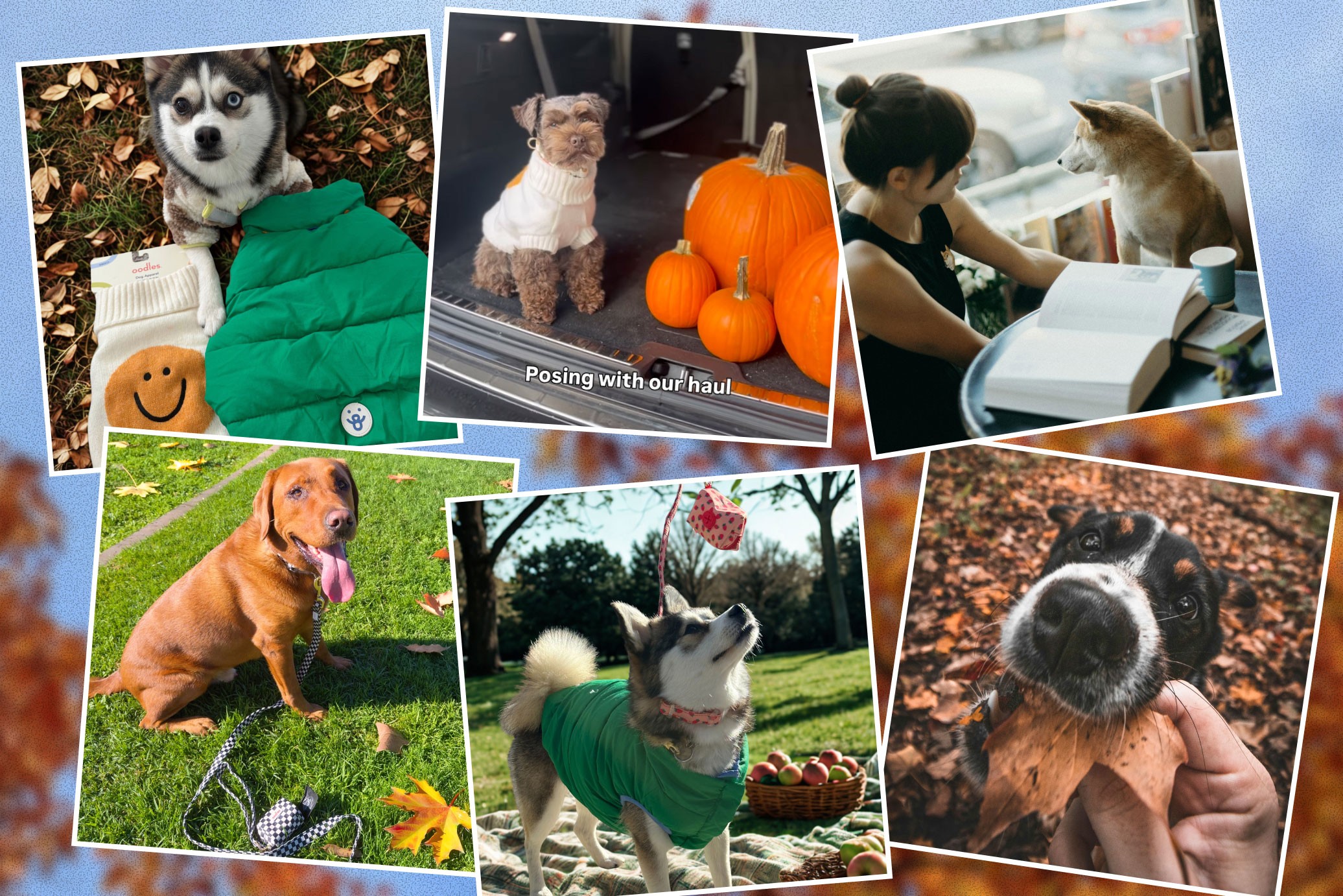 Fun fall activities to do with your dog. Dogs doing different fall activities