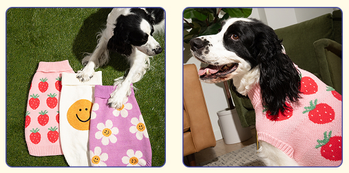 10 best gifts for dogs and dog lovers this holiday season. Oodles Pet sweaters