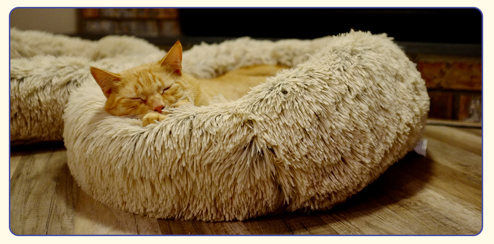 Best gifts for cats. Plush bed.