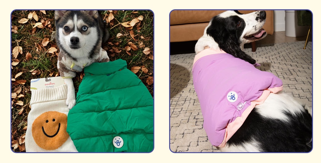 Fun fall activities to do with your dog. Dog photo shoot with Oodles Pet jackets