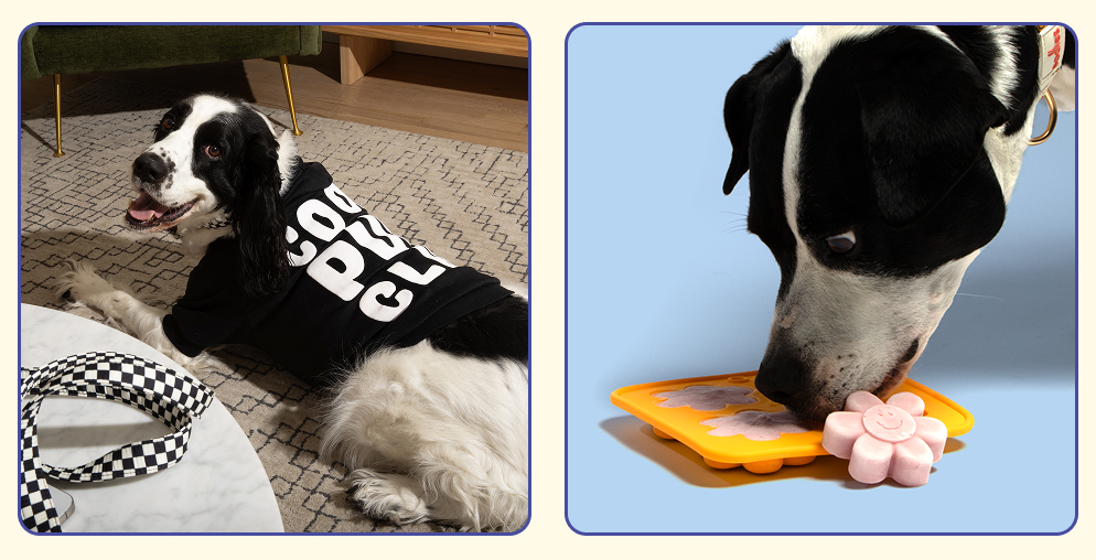 Holiday travel tips for pets and their humans. Dog in Oodles Pet hoodie eating from Oodles Pet treater toy