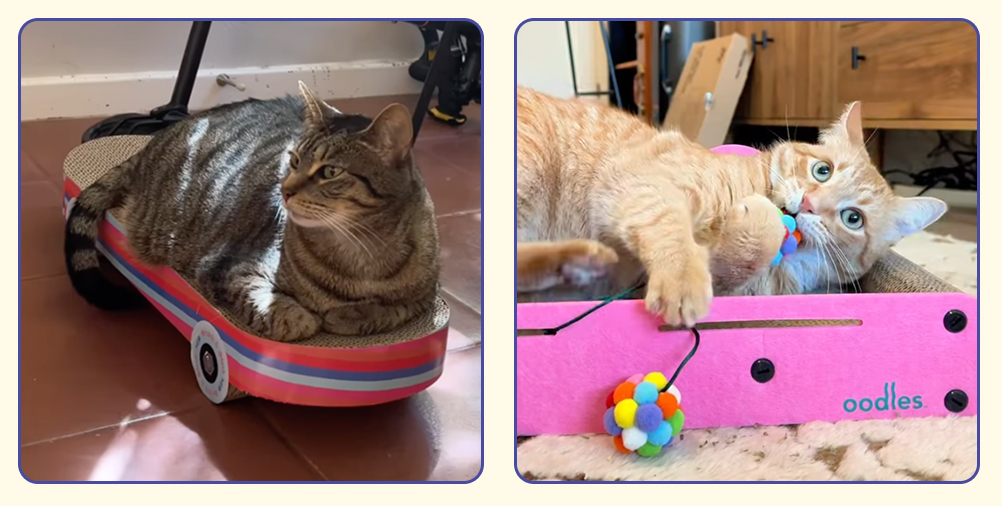 Cats using Oodles Pet cat scratchers. Best gifts for cats.