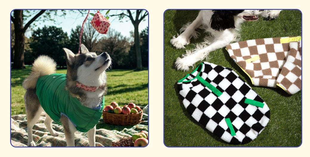 Fun fall activities to do with your dog. Dog apple picking in park with Oodles Pet jacket