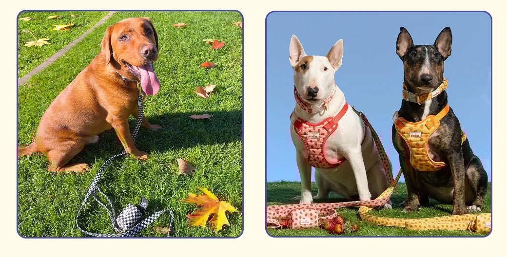 Fun fall activities to do with your dog. Dog at the park in Oodles Pet leash