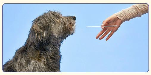 10 best gifts for dogs and dog lovers this holiday season. Dog DNA kit