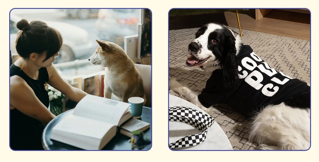 Fun fall activities to do with your dog. Dog in oodles pet at coffee shop