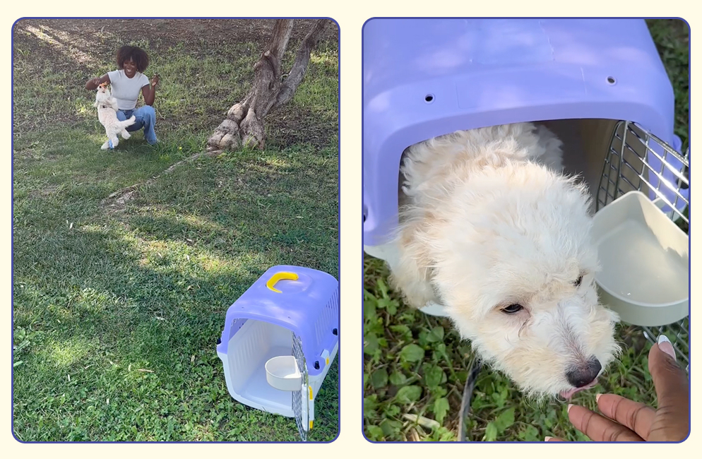 Holiday travel tips for pets and their humans. Dog at a park in their Oodles Pet kennel