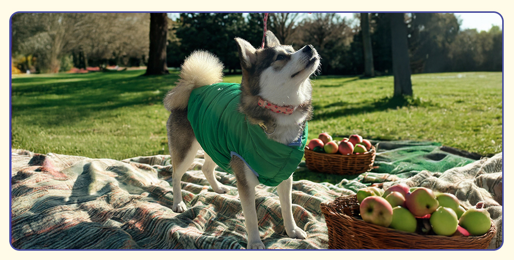 Dog in Oodles Pet dog jacket at the park