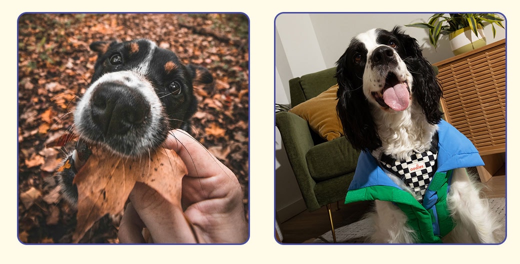 Fun fall activities to do with your dog. Dog biting on fall leaf