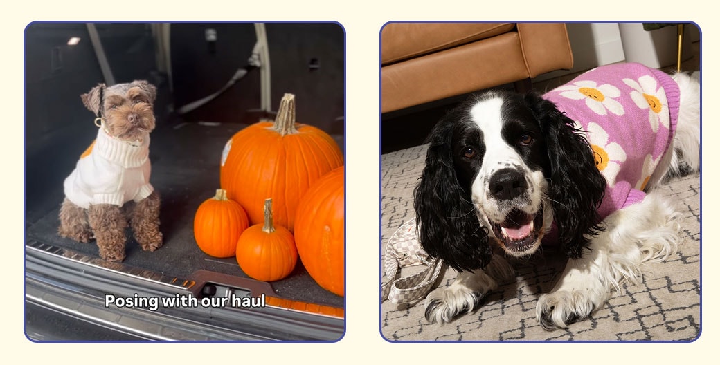 Fun fall activities to do with your dog. Dog in Oodles pet sweater at pumpin patch
