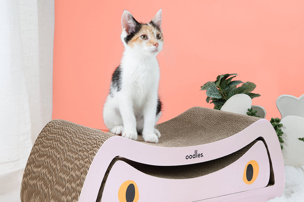 The 7 Best Gifts for Cats Who Already Have Everything