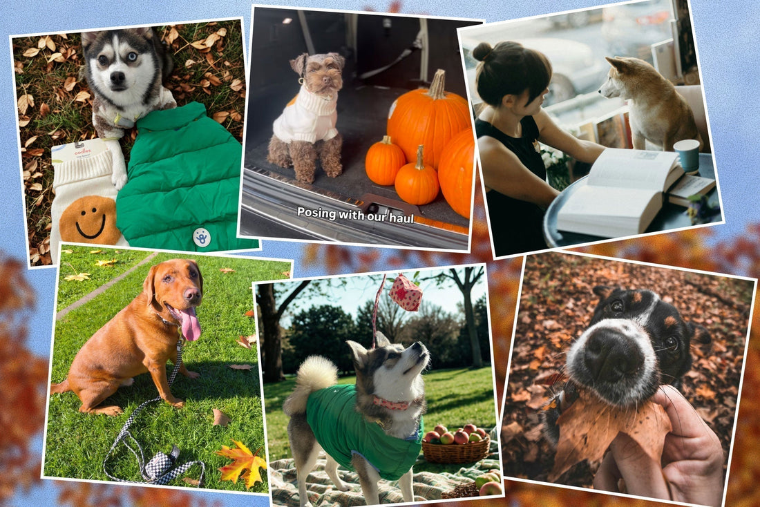 Fun Fall Activities to Do With Your Dog 🍂🐾