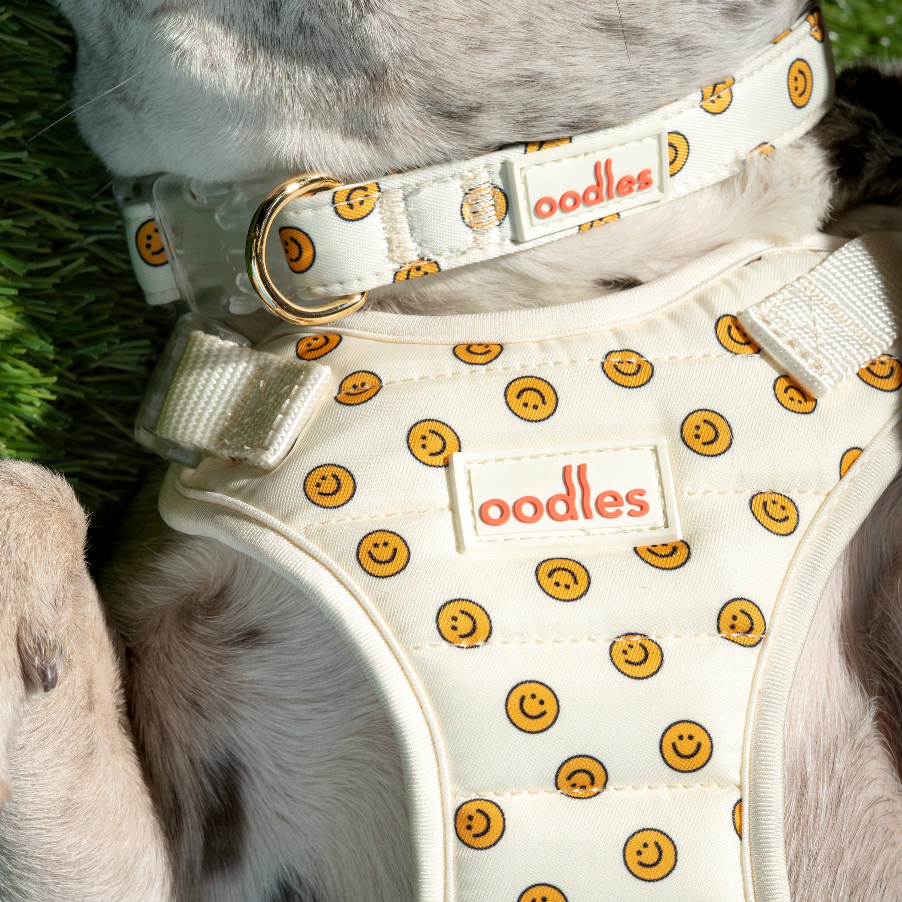 Dog wearing Oodles smiley face harness and collar set from Walmart, featuring trendy, affordable pet gear designed for Gen Z and millennial pet owners.