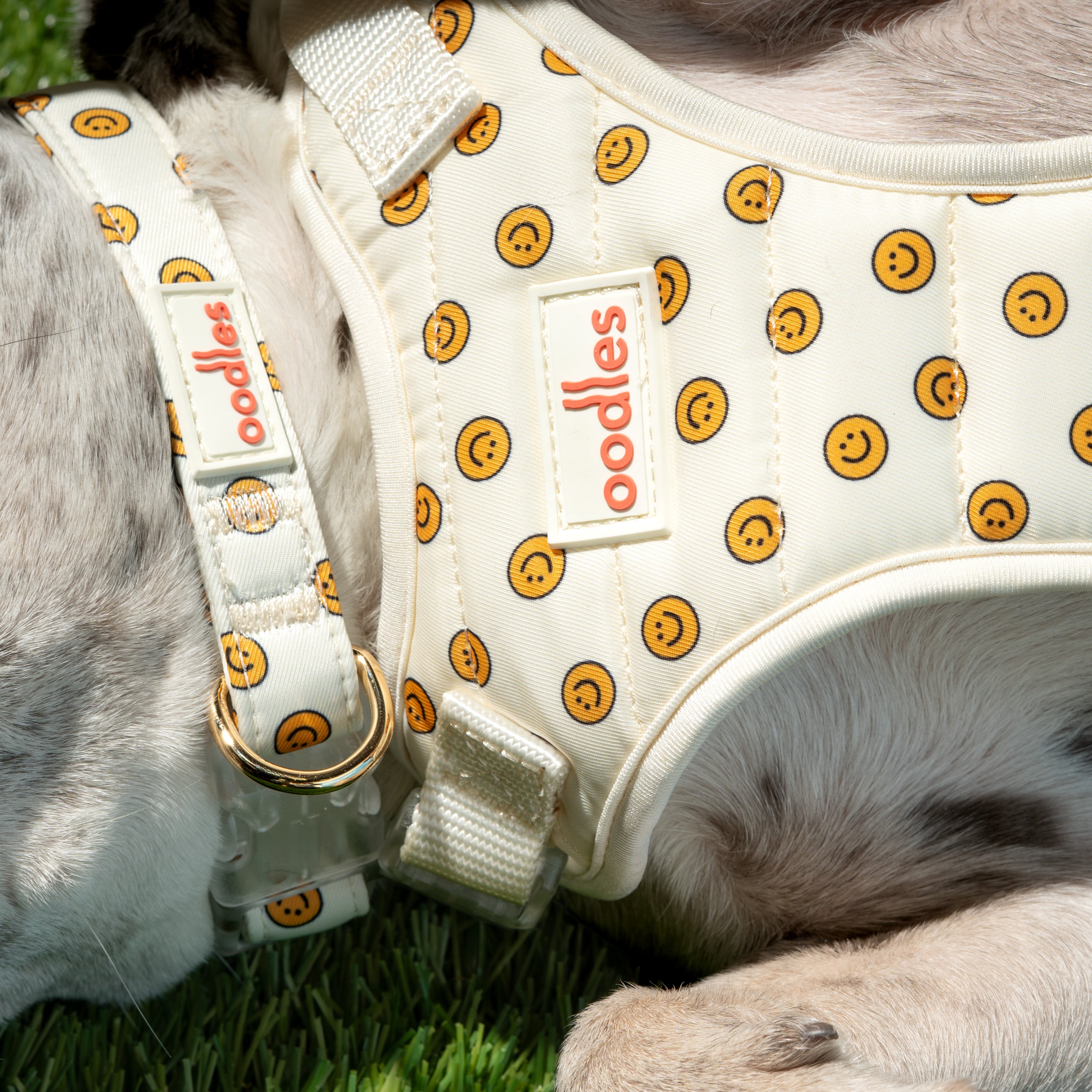 Quilted Dog Walking Harness