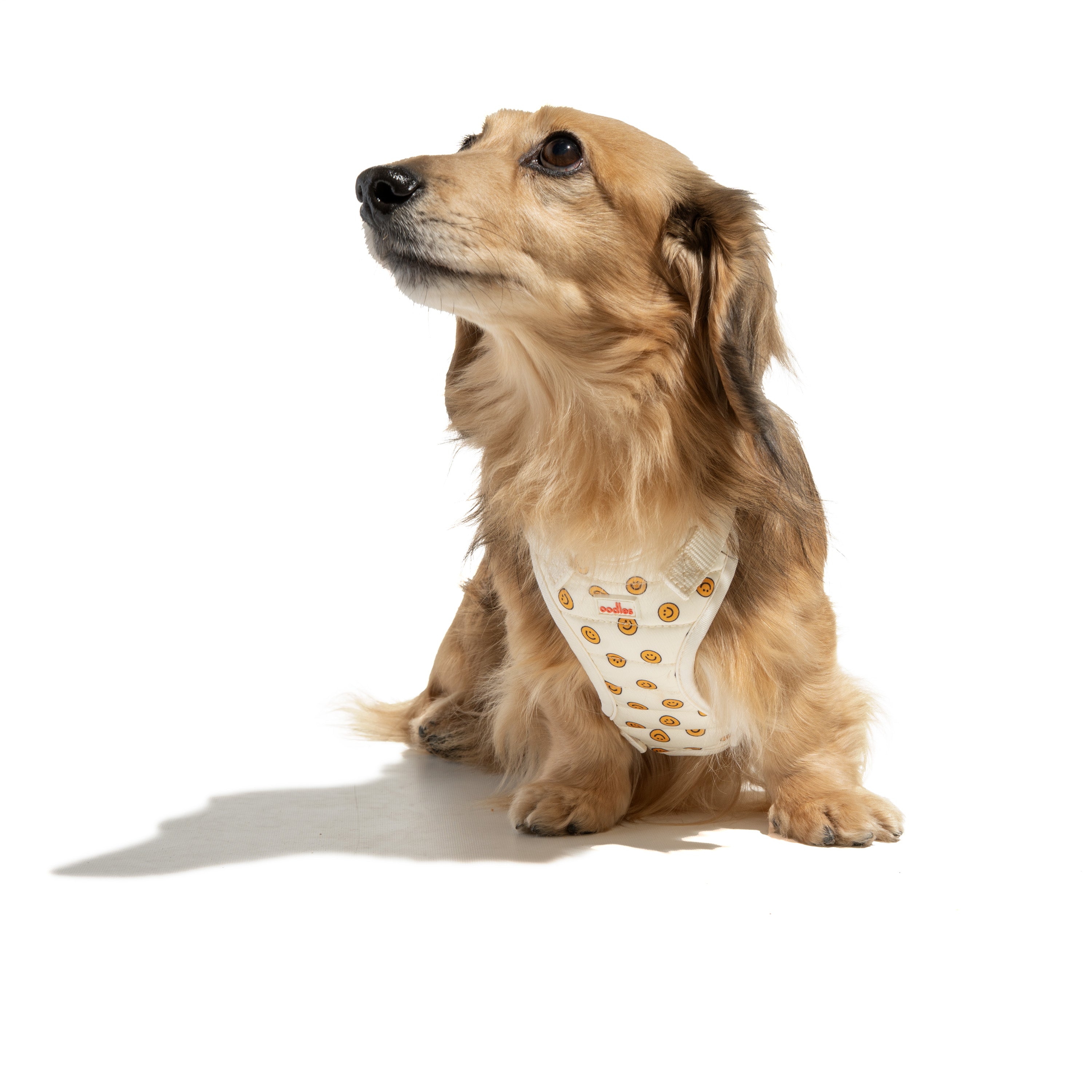 Quilted Dog Walking Harness