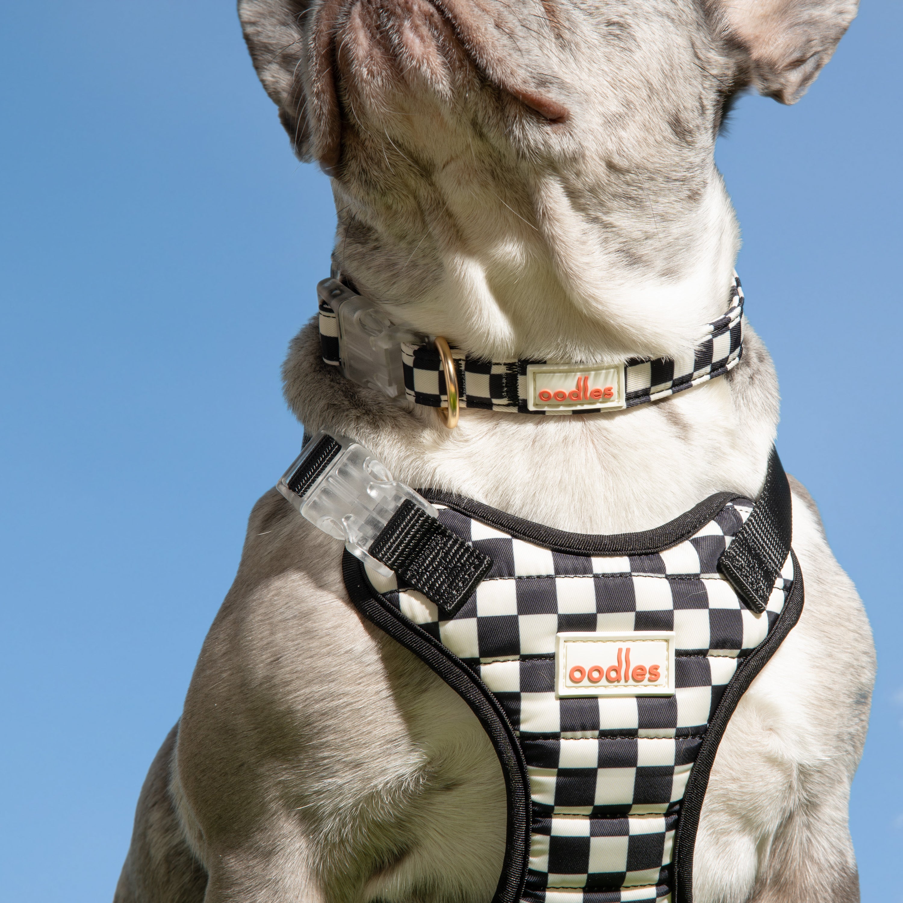 Quilted Dog Walking Harness