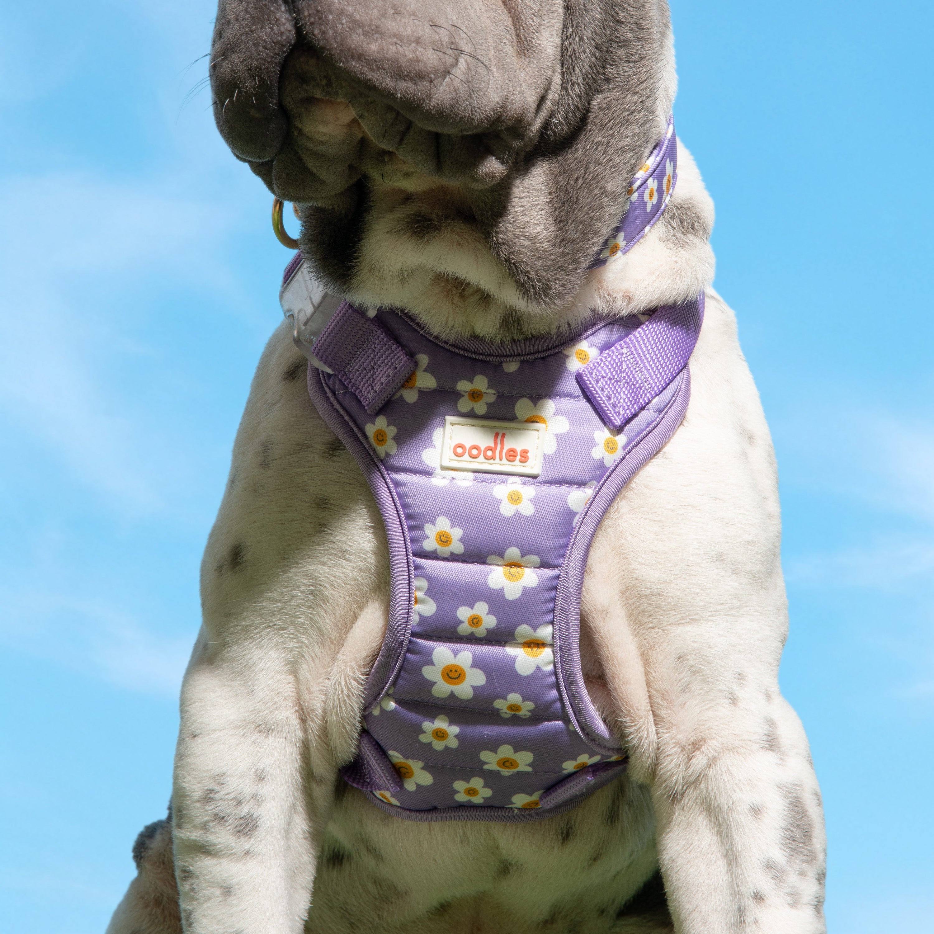 Quilted Dog Walking Harness