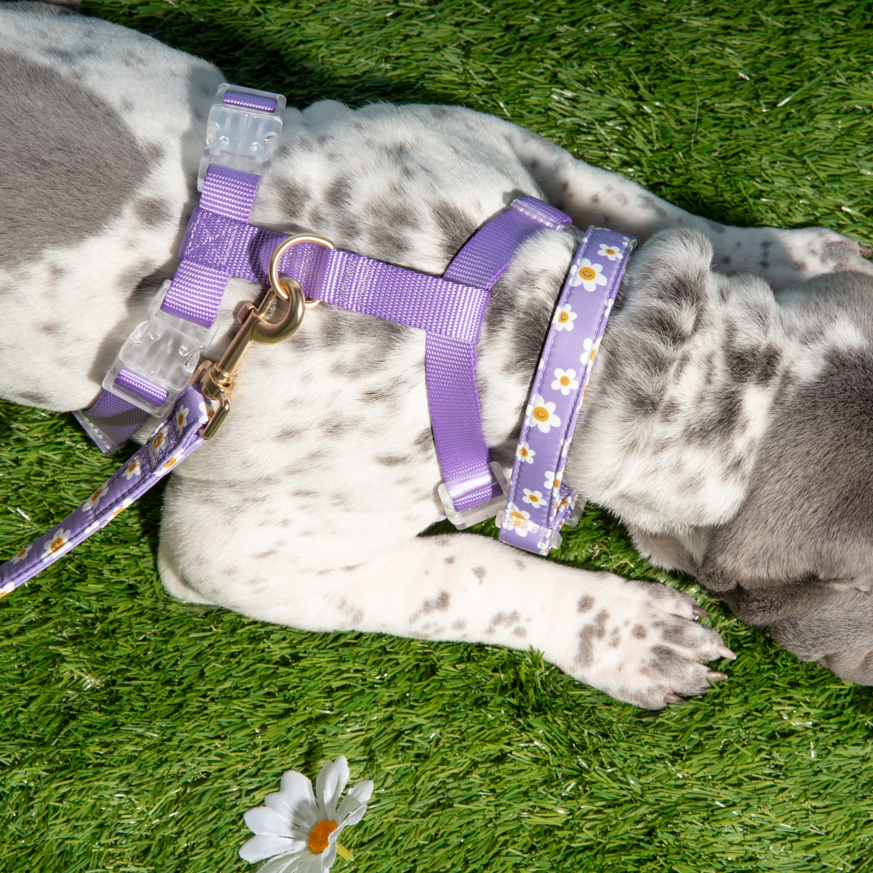 Quilted Dog Walking Harness