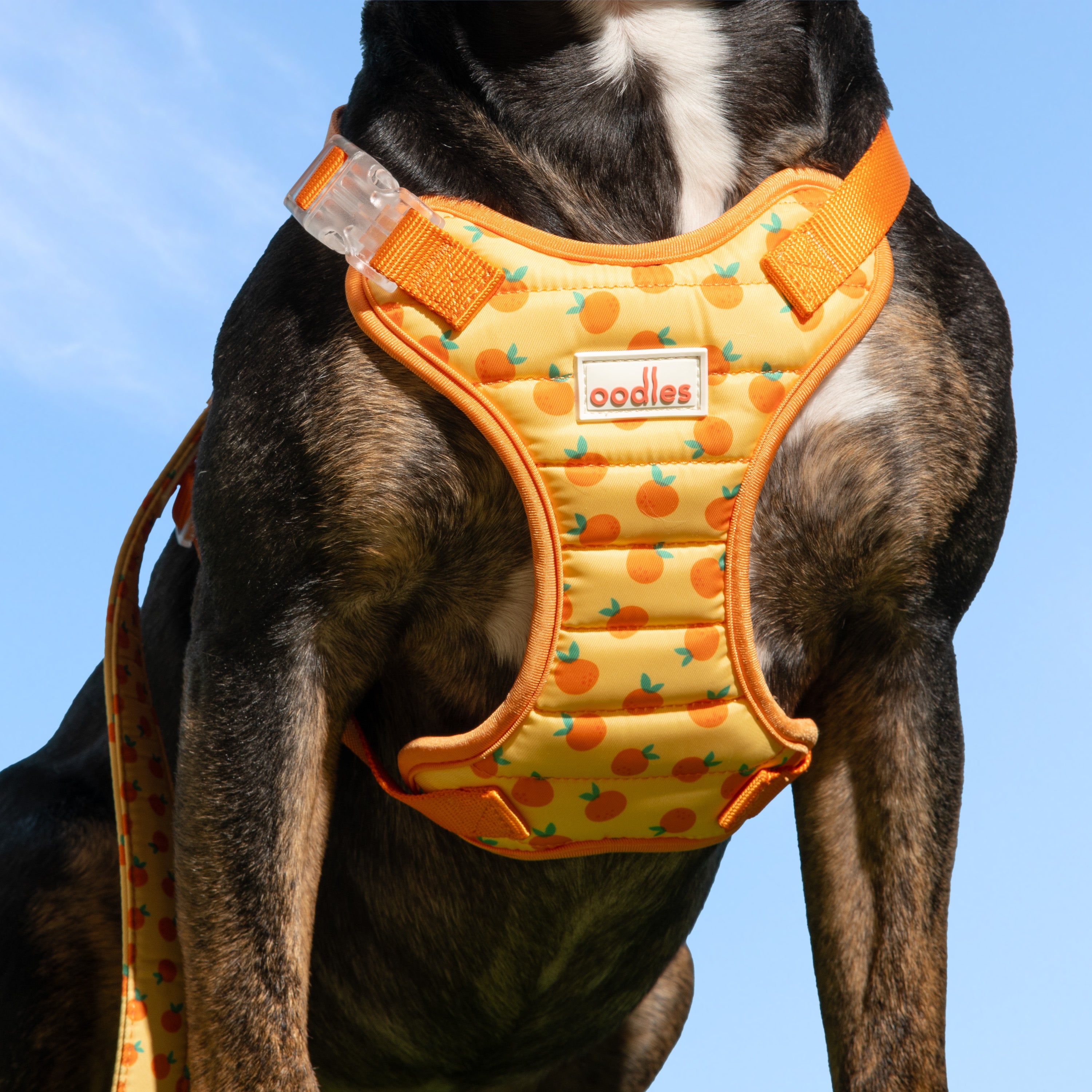 Quilted Dog Walking Harness