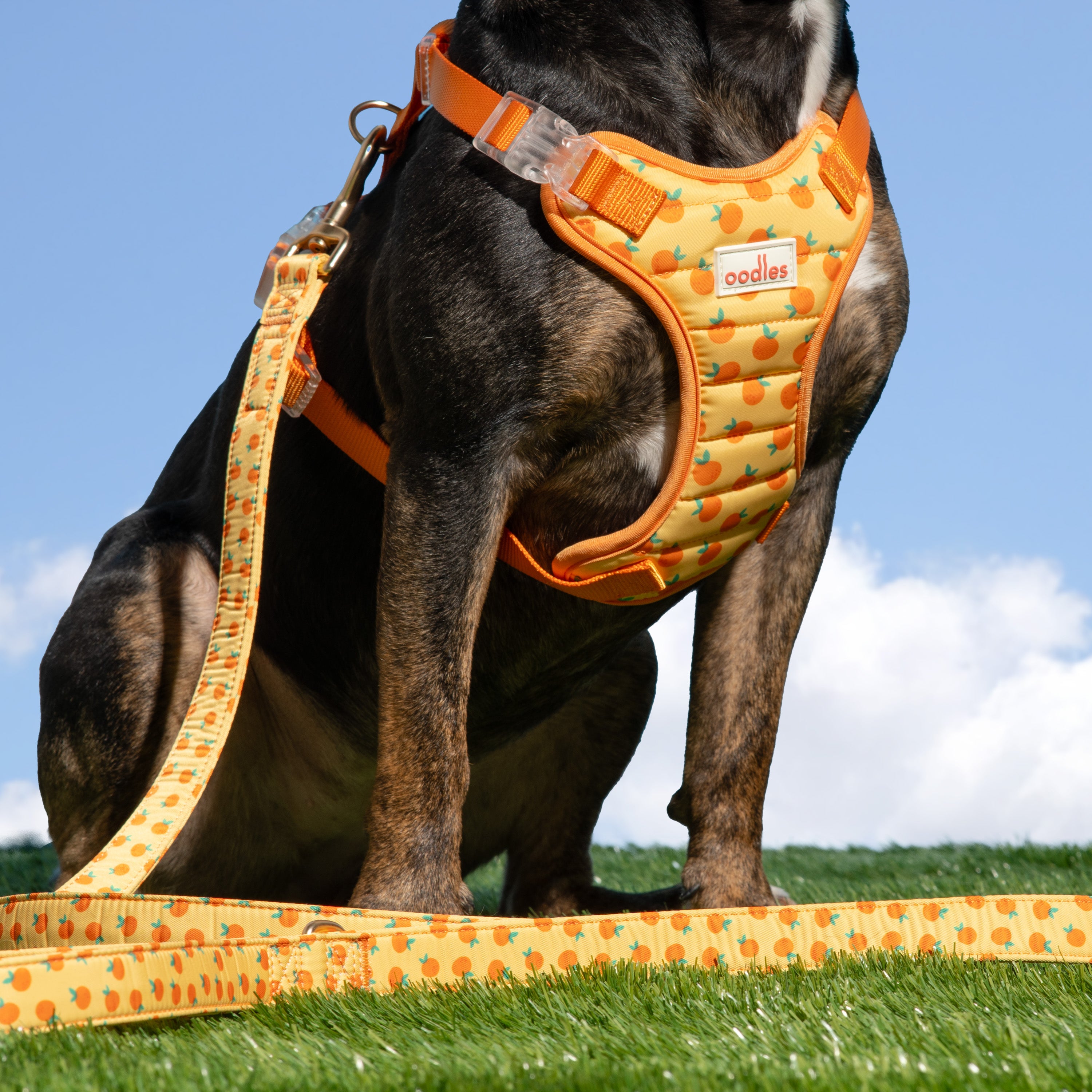 Quilted Dog Walking Harness