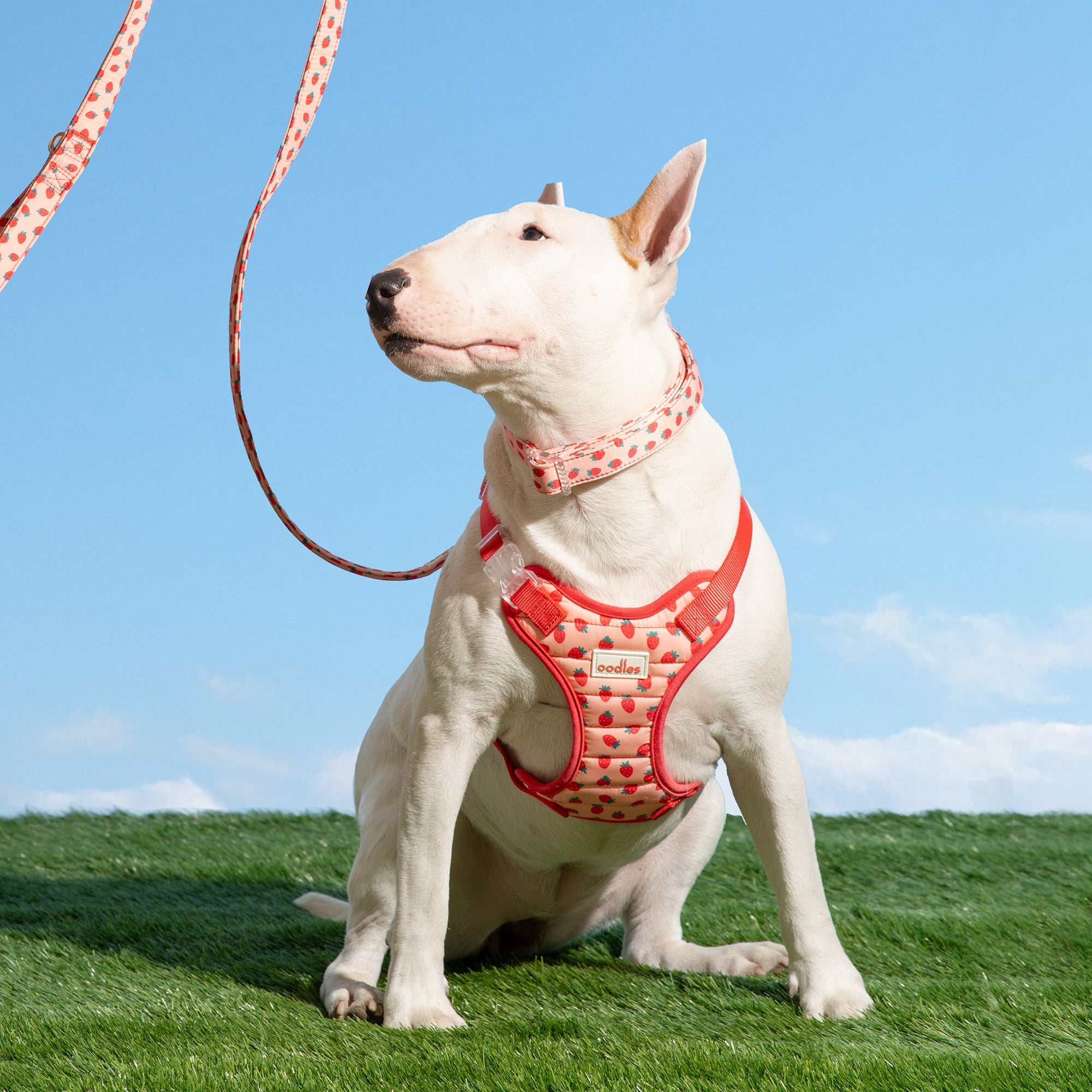 Quilted Dog Walking Harness