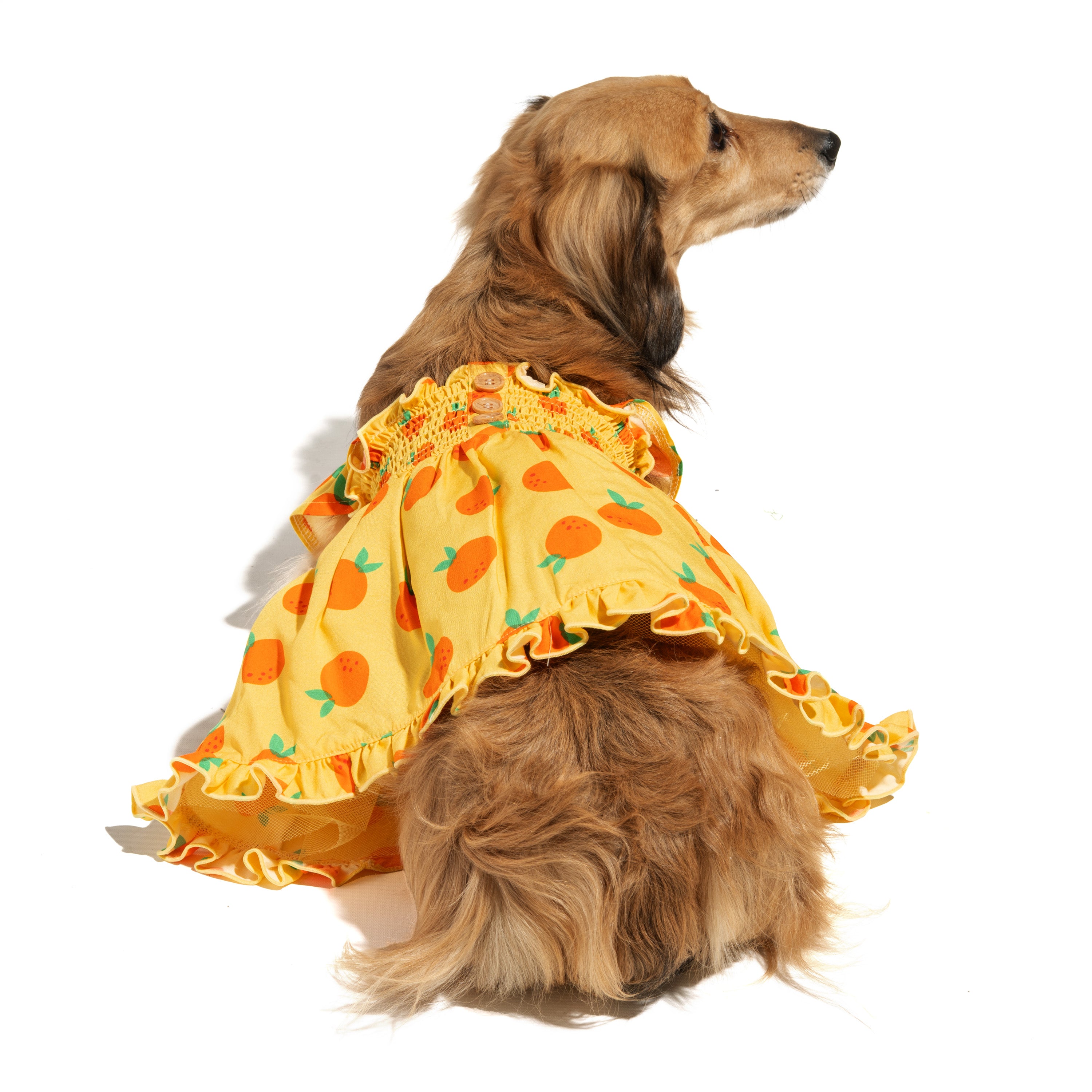 Ruffle Dog Dress