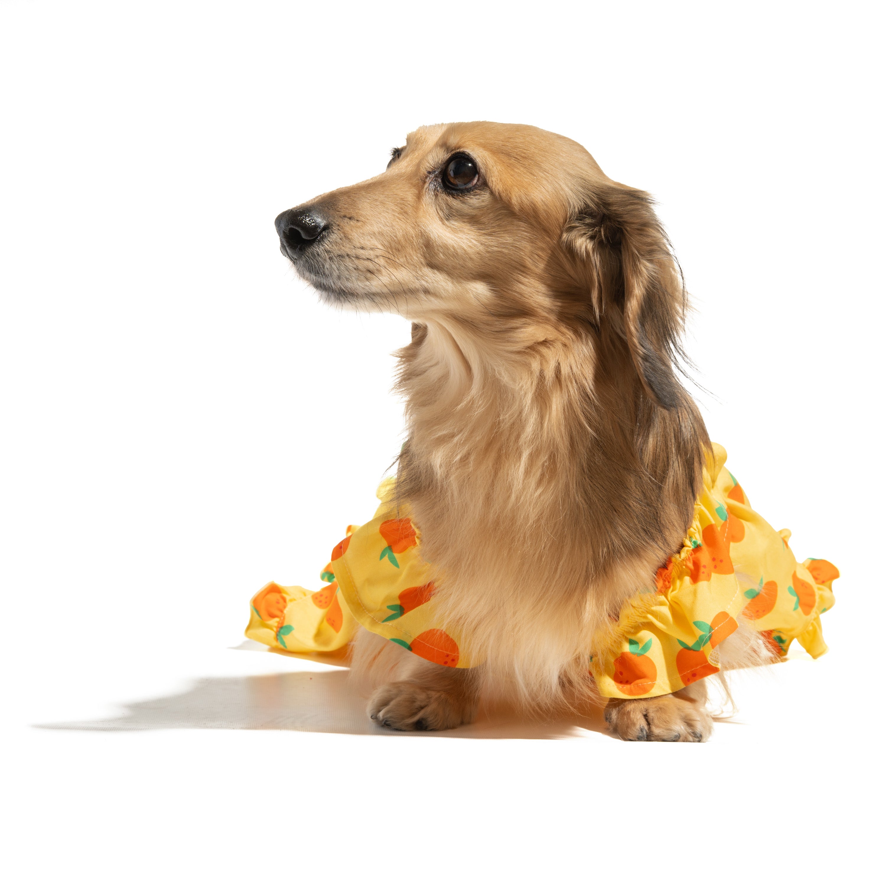 Ruffle Dog Dress
