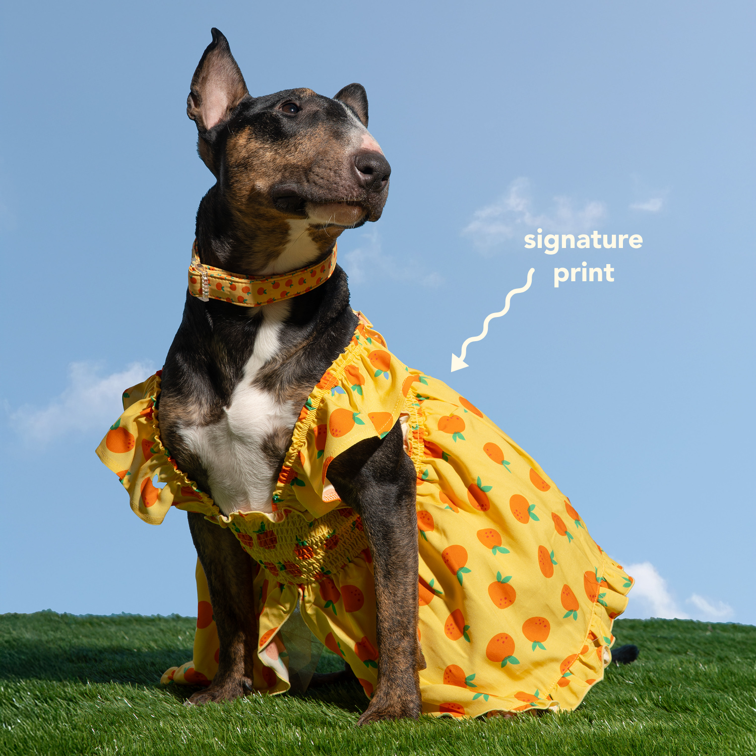 Ruffle Dog Dress