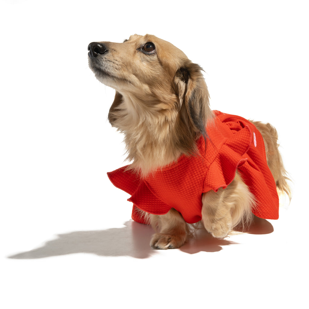 Embroidered Flutter Dog Dress