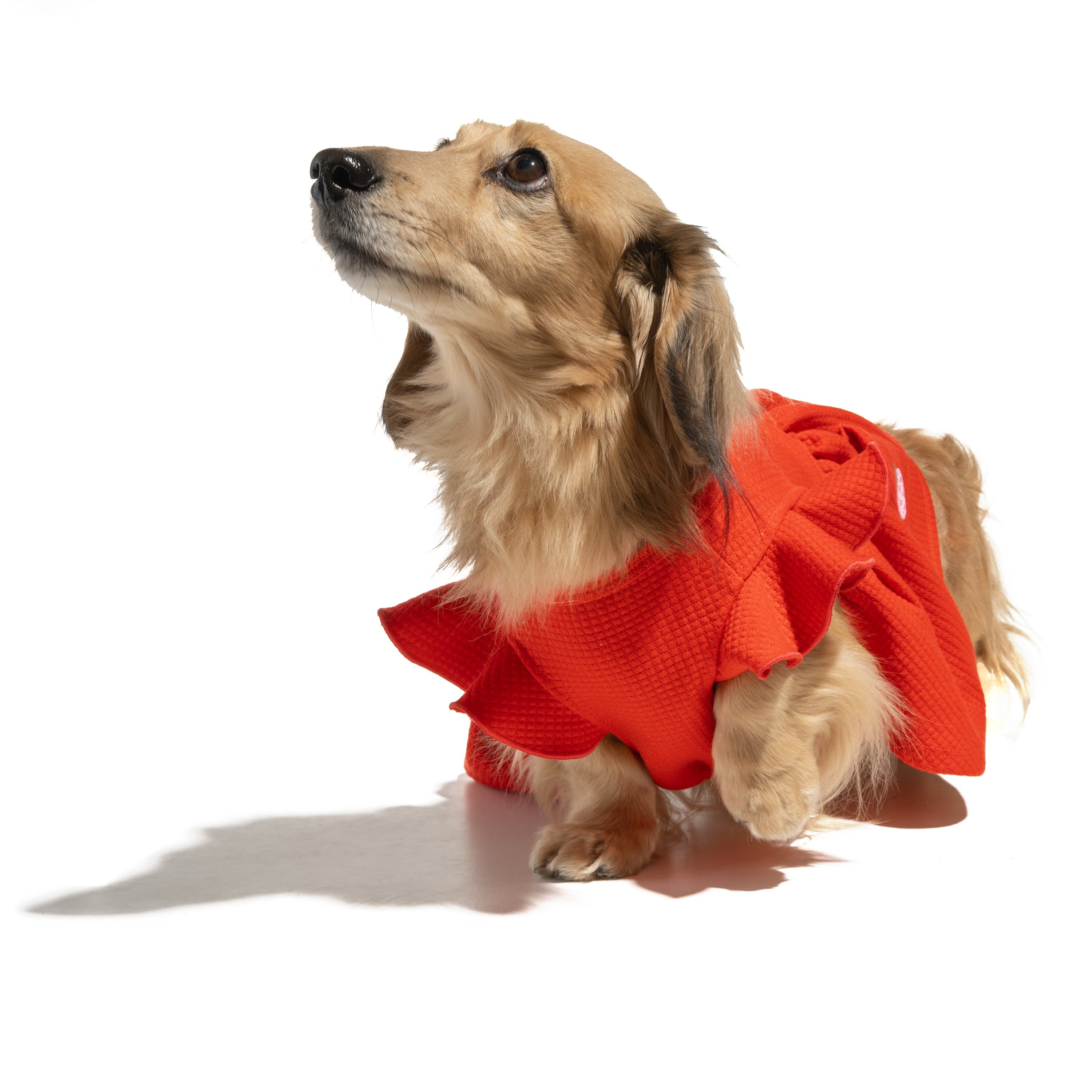 Embroidered Flutter Dog Dress