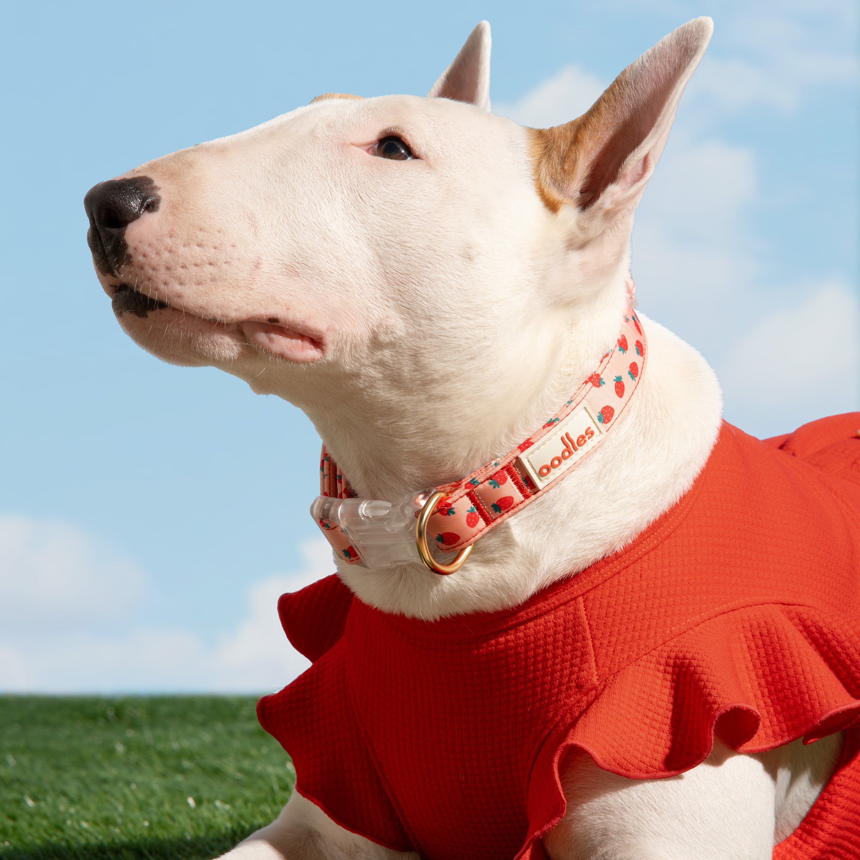 Embroidered Flutter Dog Dress