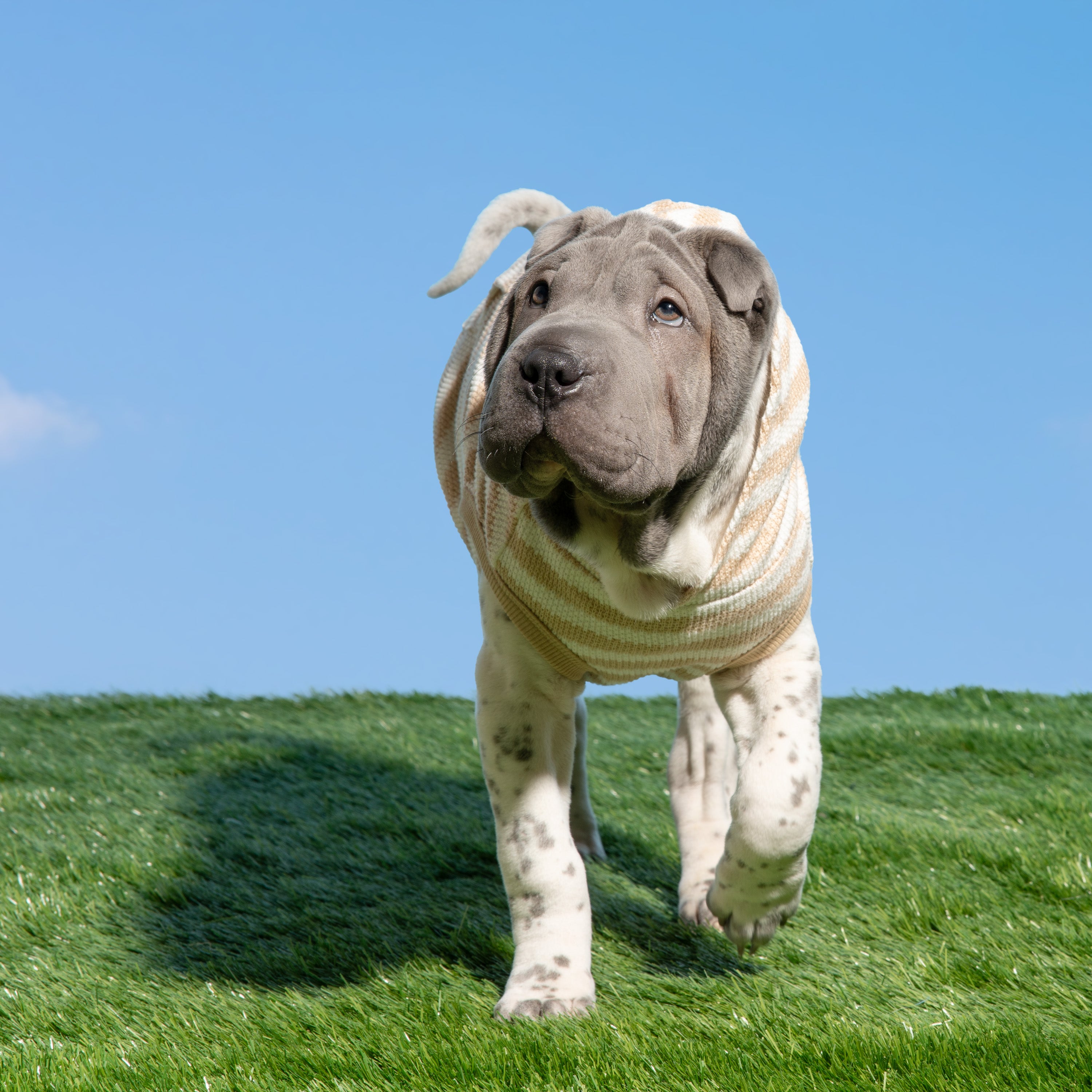 Bubble Hem Dog Hoodie