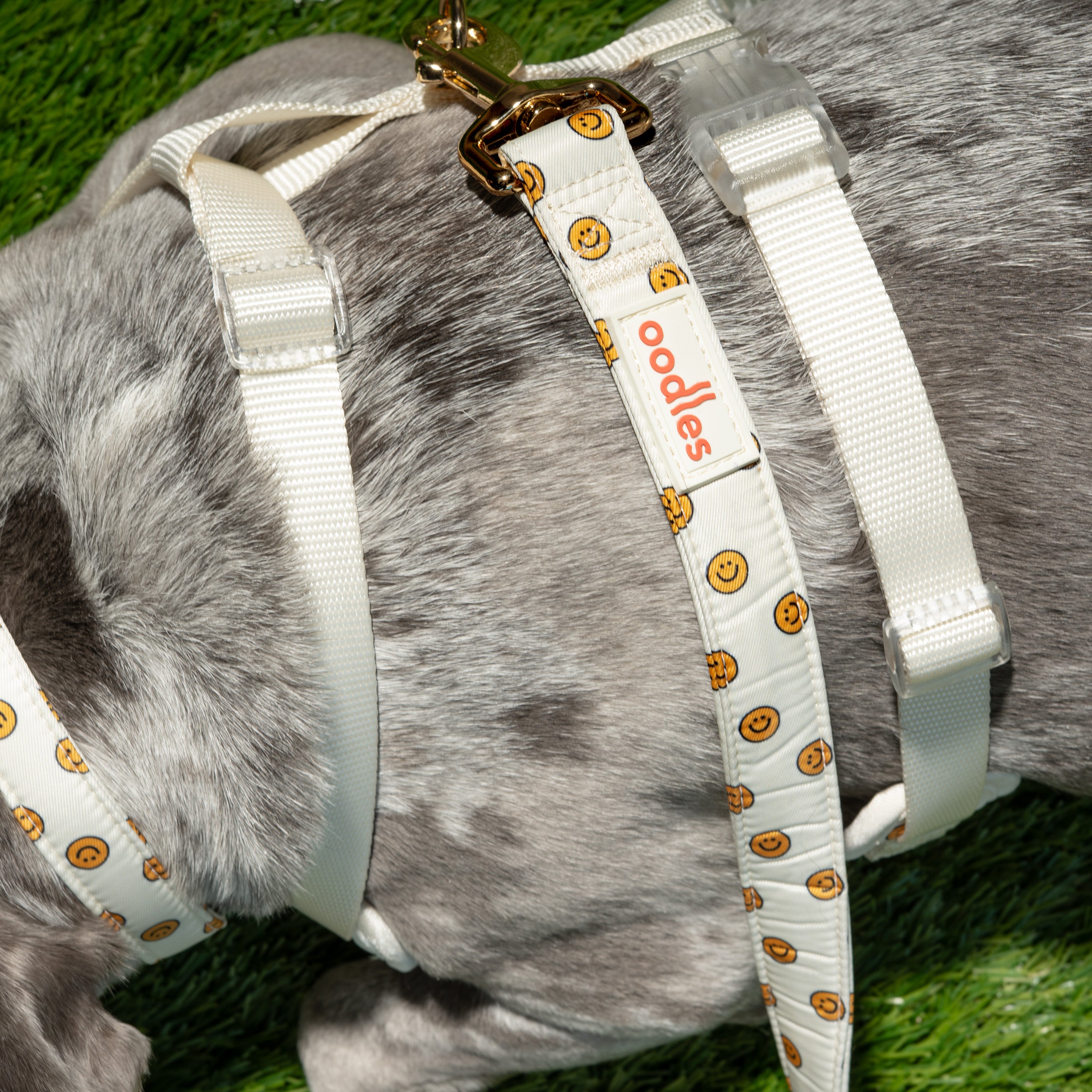 3-Piece Dog Walking Set
