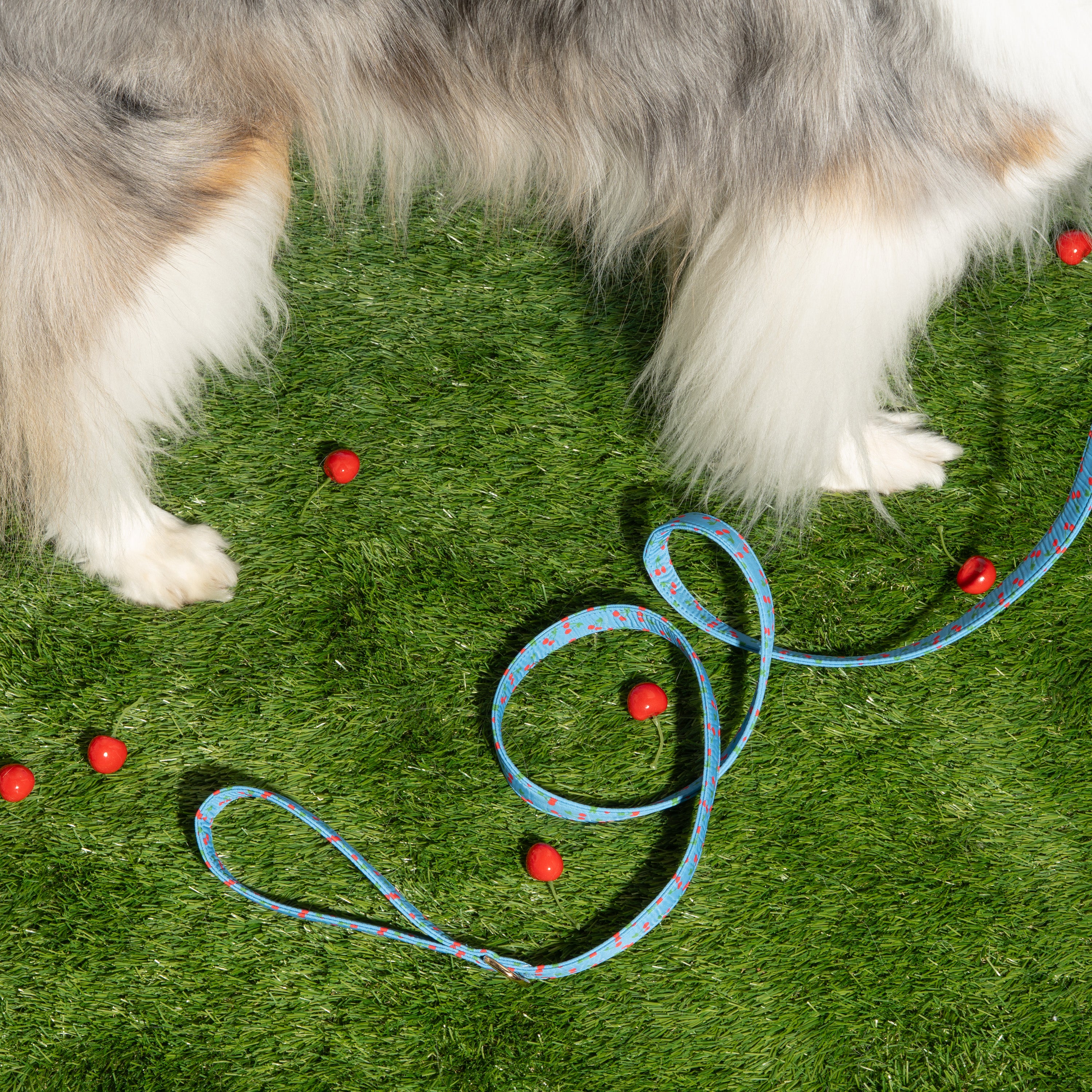 3-Piece Dog Walking Set