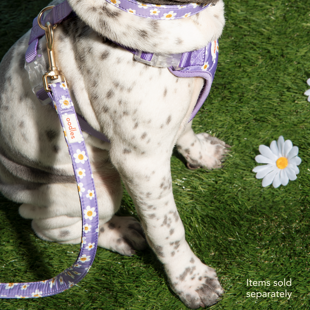 3-Piece Dog Walking Set
