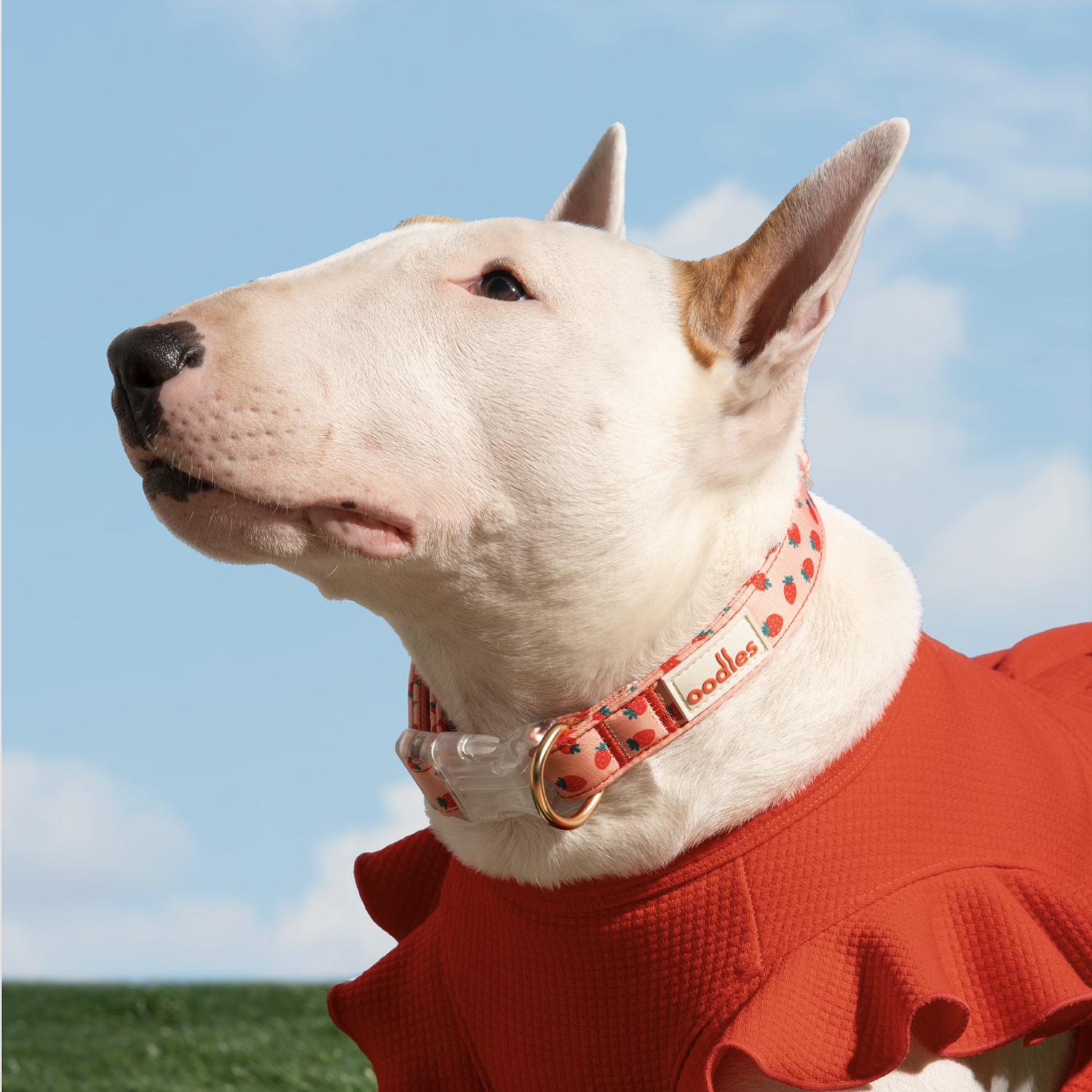 3-Piece Dog Walking Set