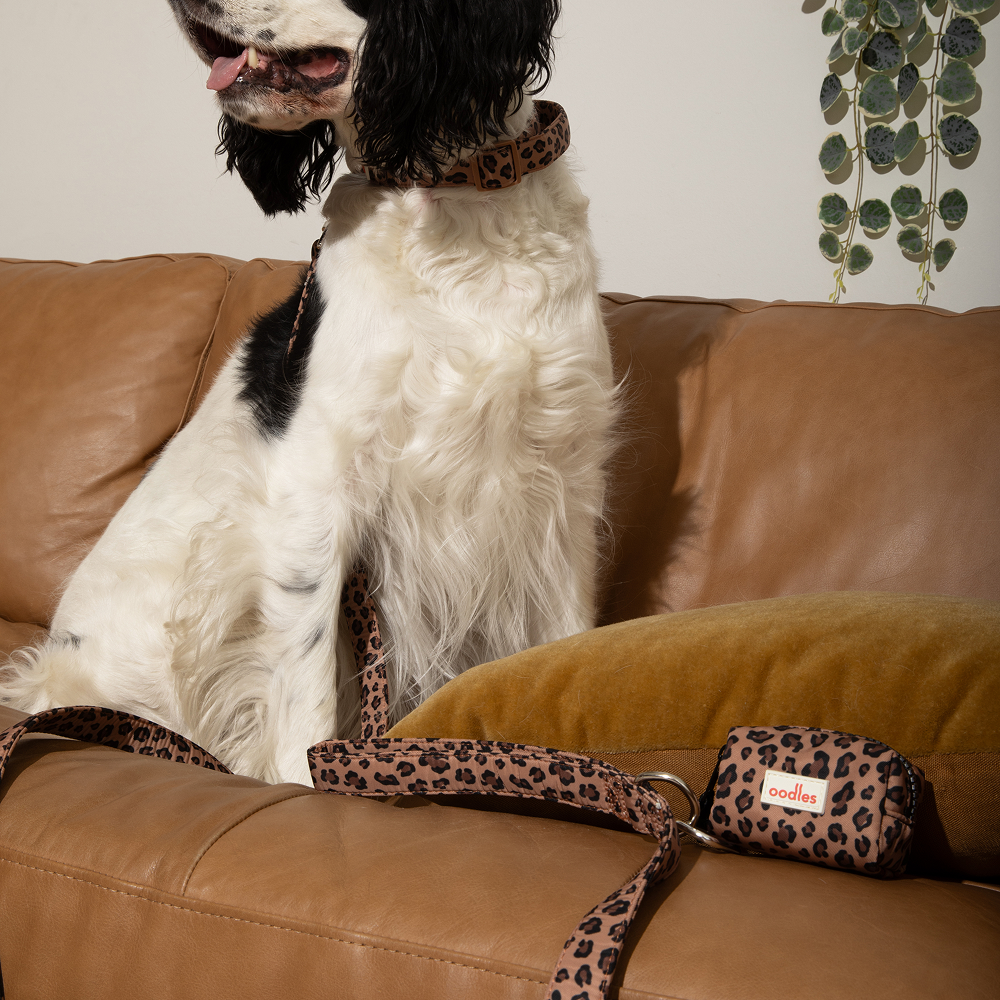 3-Piece Dog Walking Set