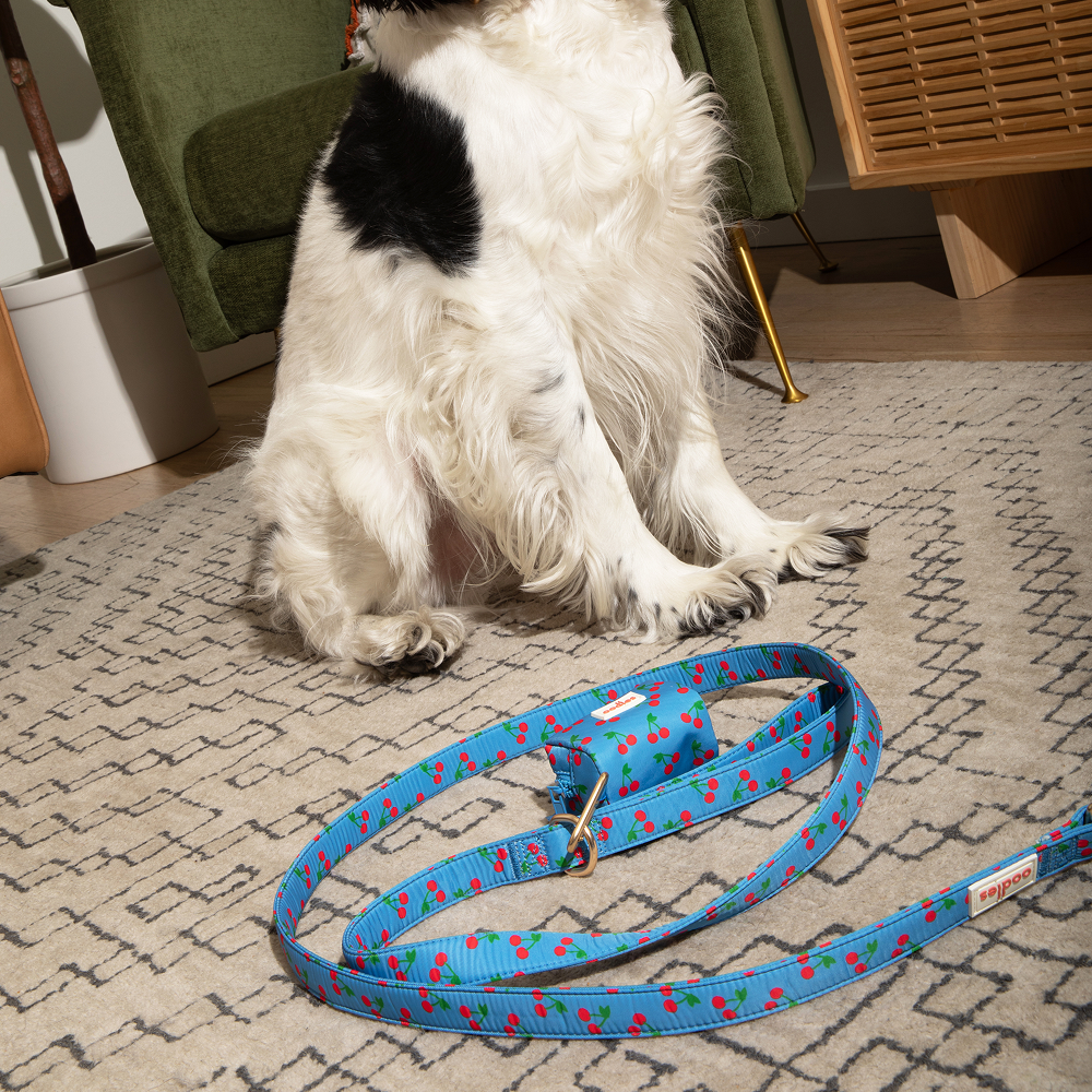 3-Piece Dog Walking Set