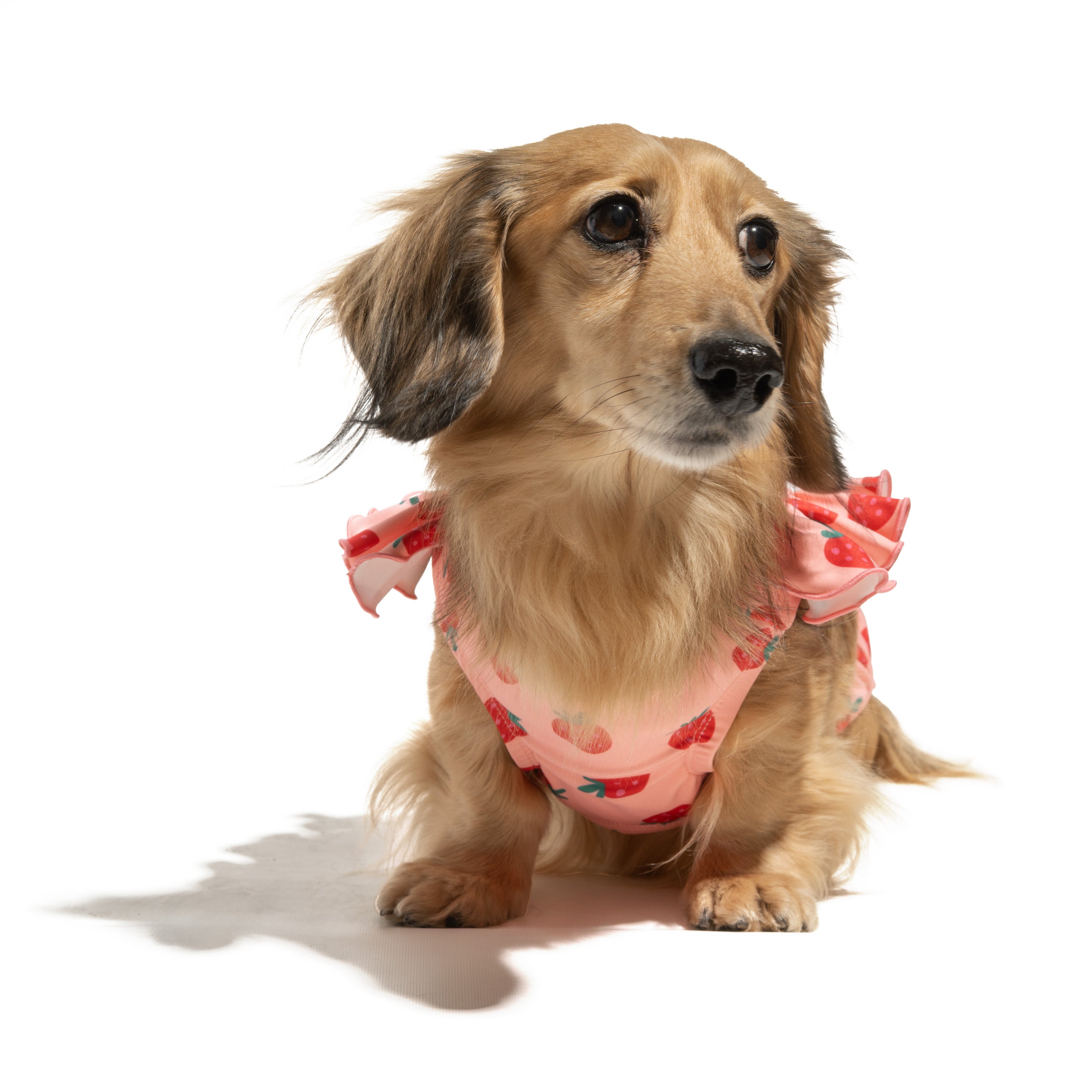 Ruffle Dog Bikini