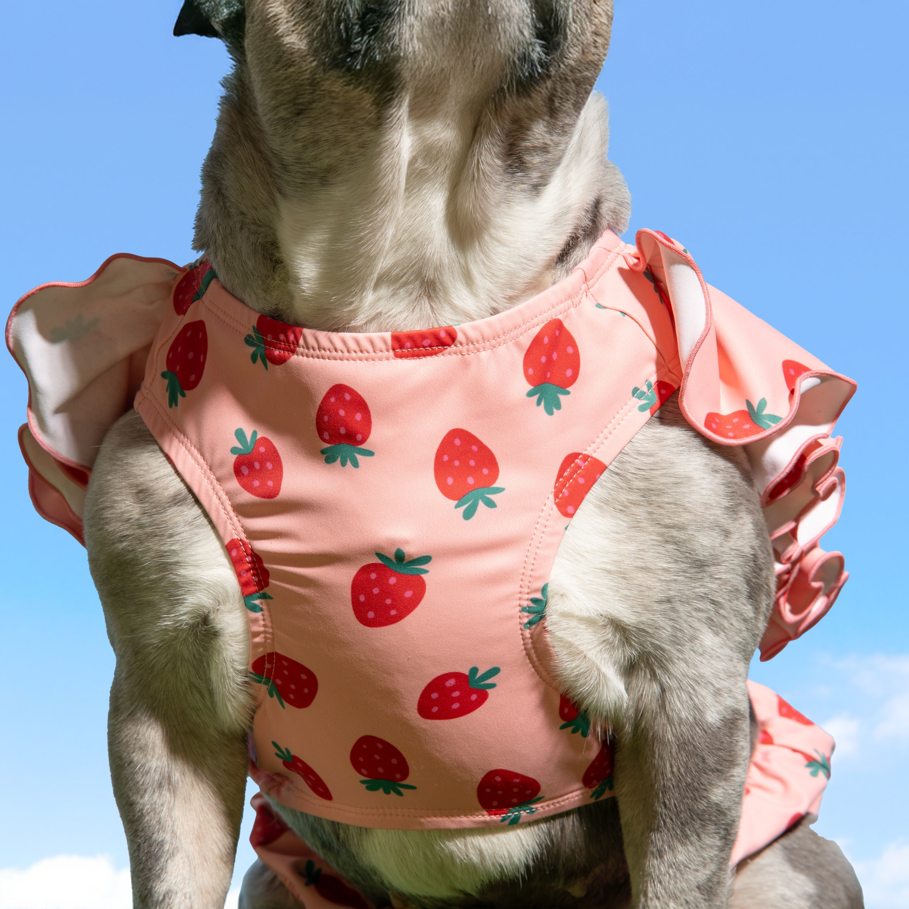 Ruffle Dog Bikini