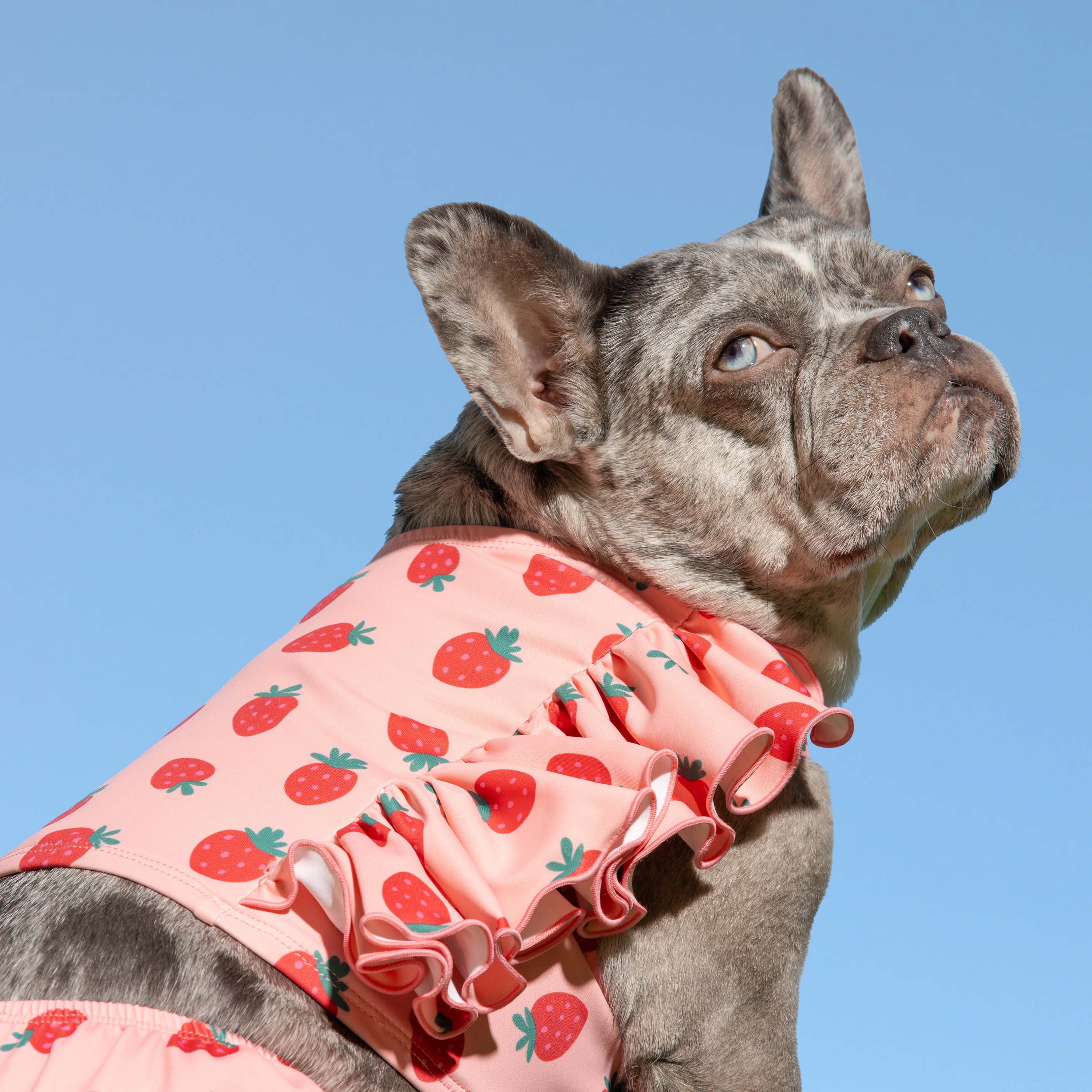 Ruffle Dog Bikini
