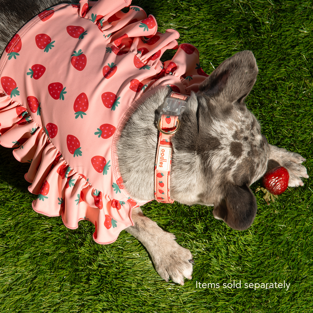 Ruffle Dog Bikini