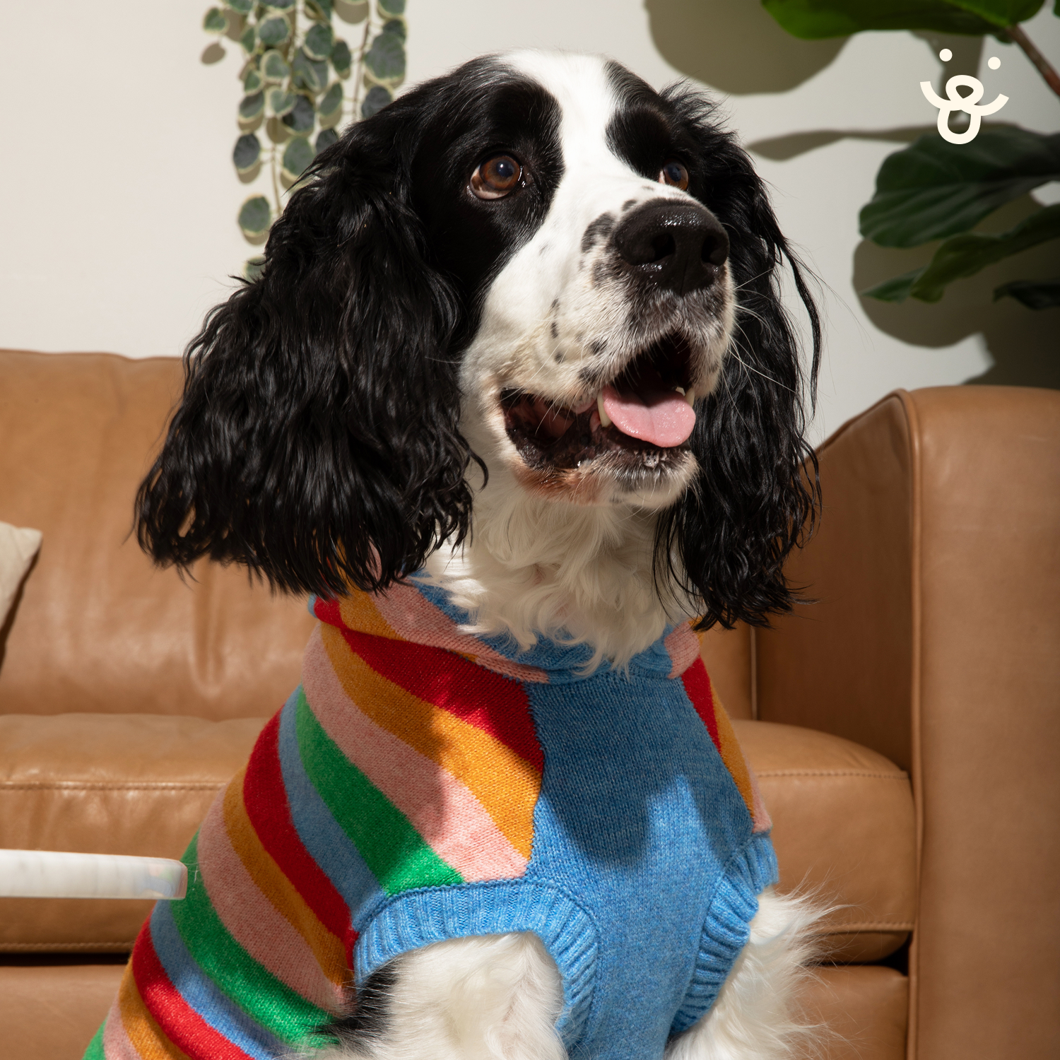 Hooded Dog Sweater