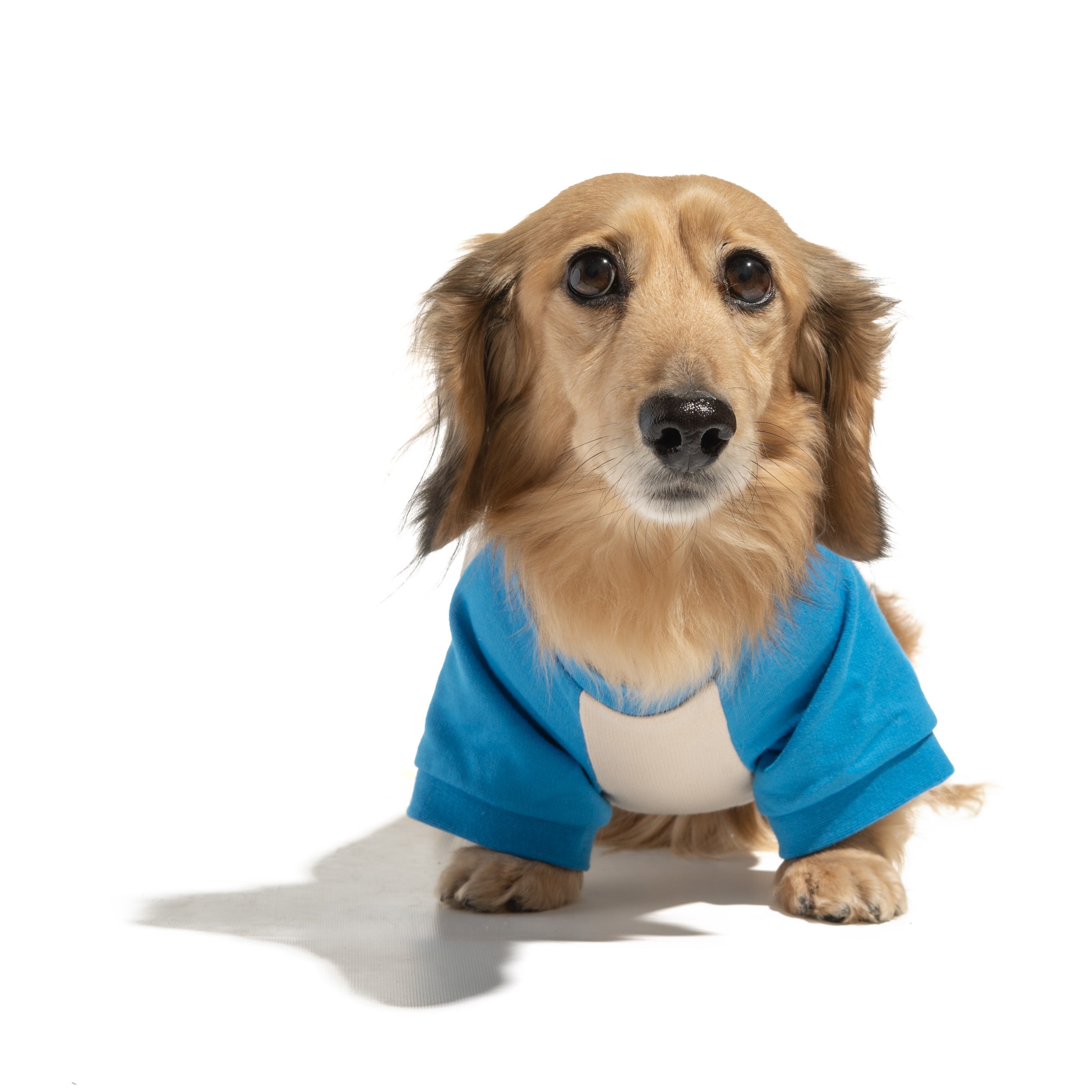 Raglan Dog T-Shirt