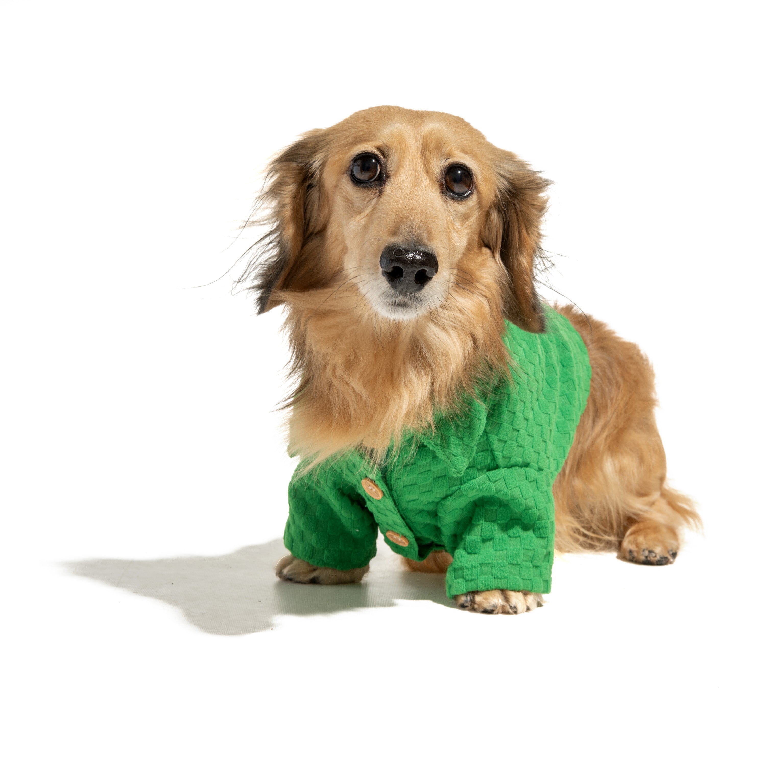 Boxy Button-Up Dog Shirt