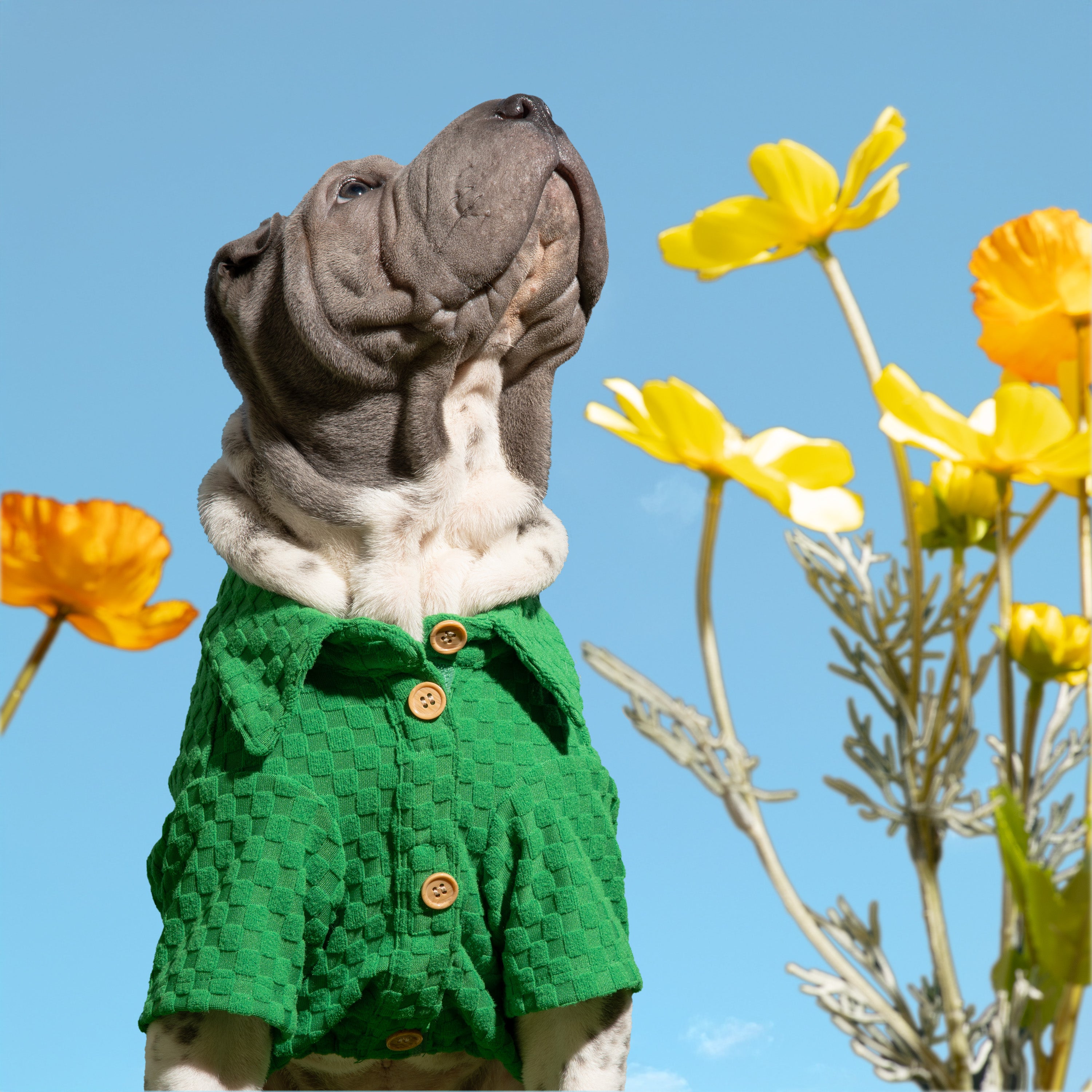 Boxy Button-Up Dog Shirt