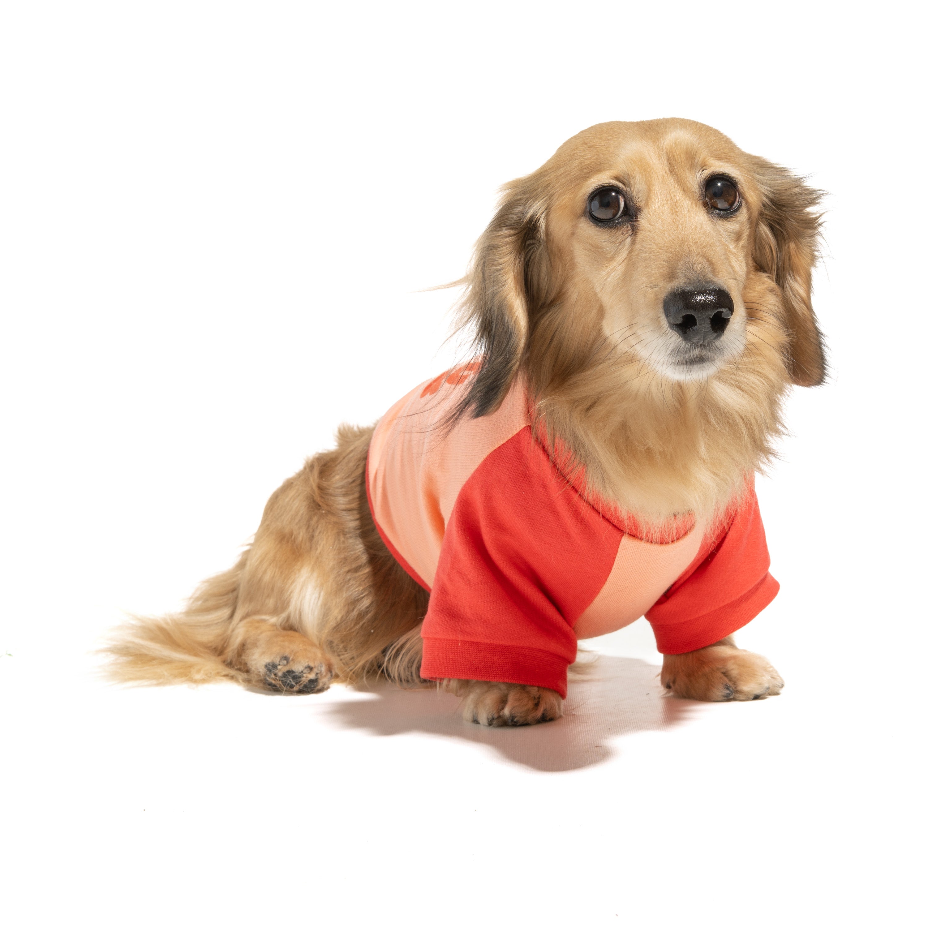 Raglan Dog T-Shirt