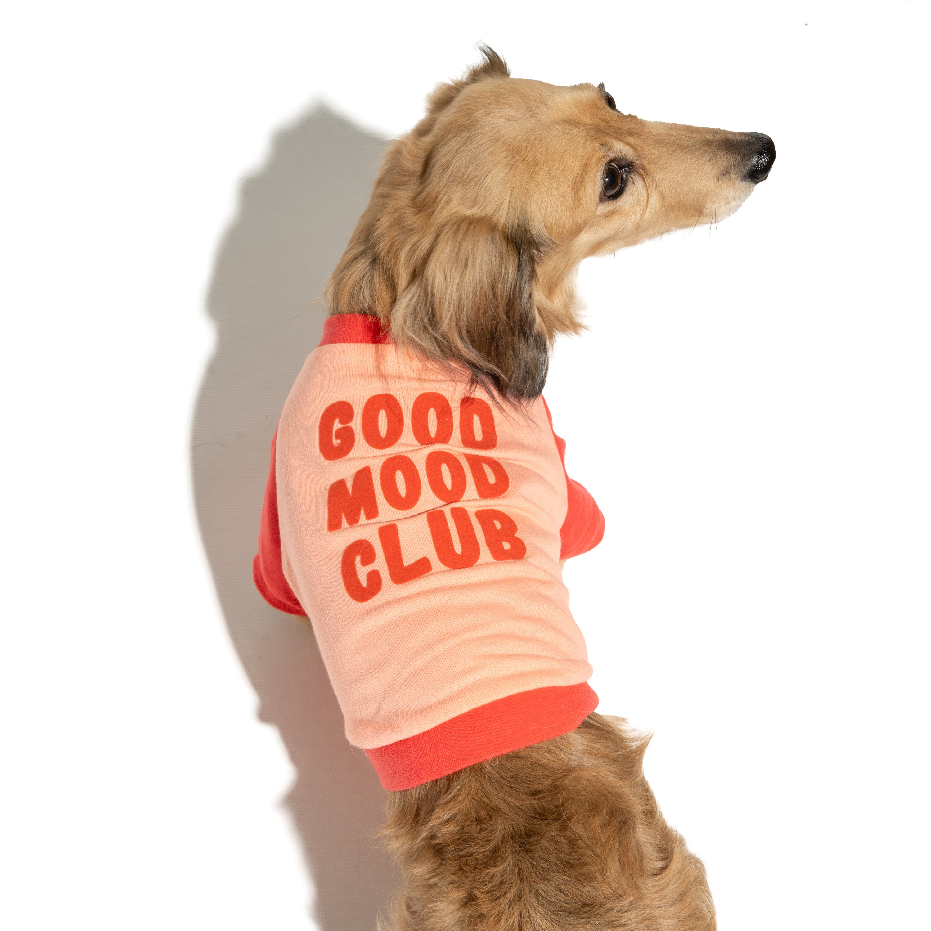 Raglan Dog T-Shirt