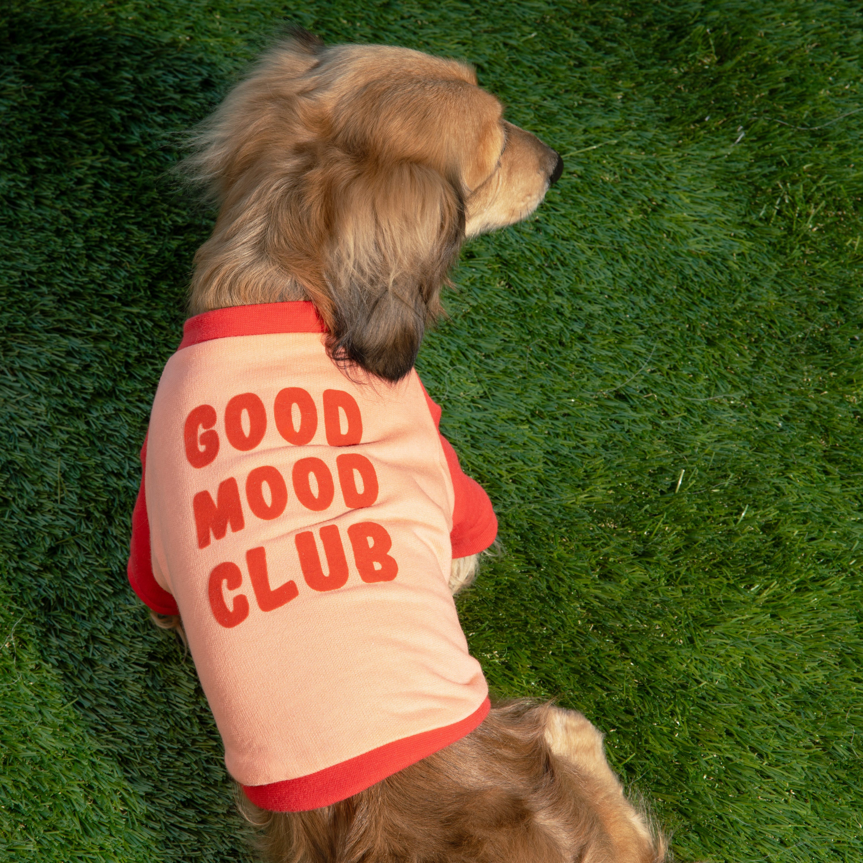 Raglan Dog T-Shirt
